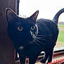 Mochi joined the competition — help win amazing prizes! black_cat, cat, windowsill, window, yellow_eyes, whiskers, fur, tail, indoor, animal, pet, curious, backlit, silhouette, cozy, blanket, wood, daylight, closeup, domestic_cat