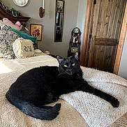 Mochi is registered to the contest to win money with this photo: black_cat, cat, bed, blanket, pillow, knitted_blanket, wooden_door, wooden_furniture, indoor, sunlight, cozy, vintage_style, home_decor, floral_pillow, relaxed, pet, feline, resting, domestic_animal, animal