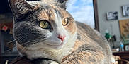 Gracie joined the competition — help win amazing prizes! cat, calico_cat, pet, feline, indoor, couch, brown_couch, relaxed, close_up, yellow_eyes, whiskers, soft_fur, window, natural_light, home_interior, living_room, decor, quiet, resting, animal