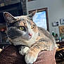 cat, calico_cat, pet, feline, indoor, couch, brown_couch, relaxed, close_up, yellow_eyes, whiskers, soft_fur, window, natural_light, home_interior, living_room, decor, quiet, resting, animal