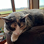 Gracie joined the competition — help win amazing prizes! cat, feline, indoors, window, couch, armrest, relaxed, pet, fur, whiskers, paw, daylight, home, animal, resting, brown, white, gray, calm, domestic