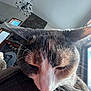 Gracie is registered to the contest to win money with this photo: cat, close_up, sleepy, indoor, sunlight, window, whiskers, fur, ears, face, cozy, fireplace, stone, chandelier, home, relaxed, pet, animal, daylight, resting