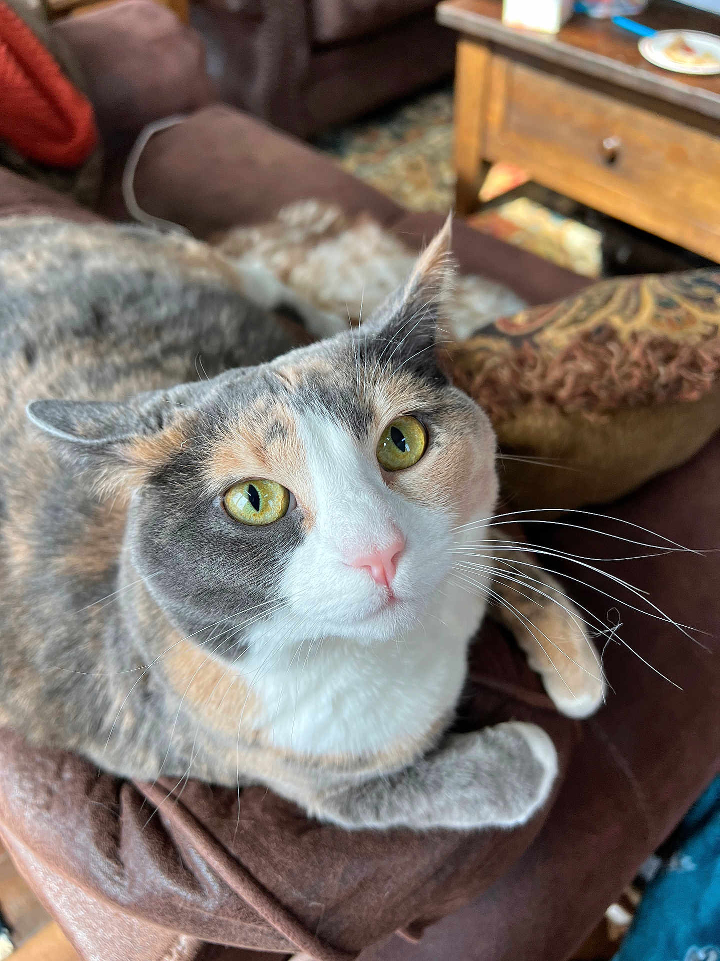 Gracie