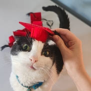 Dottie is registered to the contest to win money with this photo: cat, black_and_white, graduation_cap, pet, collar, bell, hand, curious, whiskers, feline, indoor, close_up, cute, domestic_cat, looking_up, soft_light, table, playful, small_hat, adorable