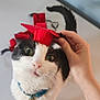 cat, black_and_white, graduation_cap, pet, collar, bell, hand, curious, whiskers, feline, indoor, close_up, cute, domestic_cat, looking_up, soft_light, table, playful, small_hat, adorable