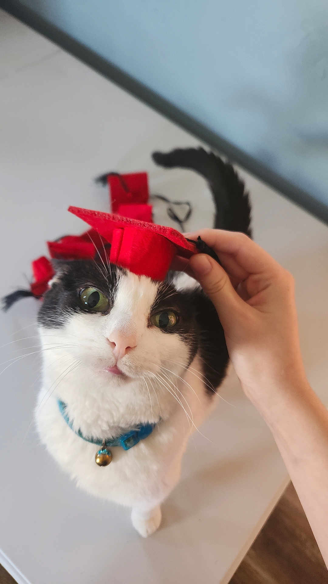 Dottie is registered to the contest to win money with this photo: cat, black_and_white, graduation_cap, pet, collar, bell, hand, curious, whiskers, feline, indoor, close_up, cute, domestic_cat, looking_up, soft_light, table, playful, small_hat, adorable