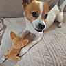 Thyrion participe au concours pour gagner de l'argent avec cette photo : dog, puppy, toy, plush_toy, bed, blanket, ears, paw, pet, cute, small_dog, lying_down, indoor, cozy, fur, white, brown, animal, companion, playful