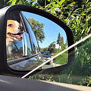 Thyrion a rejoint le concours — aidez-le/la à gagner de superbes lots ! dog, car, side_mirror, window, outdoor, greenery, sunny, reflection, vehicle, road, tree, sky, happy, pet, animal, nature, travel, smiling, daytime, leaves
