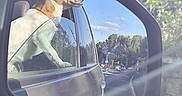 Thyrion a rejoint le concours — aidez-le/la à gagner de superbes lots ! dog, car, side_mirror, window, outdoor, sunlight, trees, road, reflection, pet, animal, happy, brown, white, nature, transportation, travel, vehicle, daytime, scenery