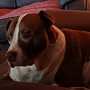 Taz is registered to the contest to win money with this photo: dog, pet, brown, white, couch, leather, indoor, animal, portrait, relaxed, calm, seated, closeup, mammal, companion, domestic, fur, snout, ears, living_room