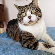 Reina is registered to the contest to win money with this photo: cat, tabby, white_fur, pet, animal, portrait, close_up, green_eyes, whiskers, ears, tongue, lying_down, relaxed, indoor, bed, blanket, cozy, home, striped_fur, cute