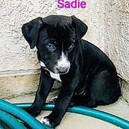 Sadie joined the competition — help win amazing prizes! puppy, dog, black_dog, blue_eyes, sitting, corner, garden_hose, concrete_floor, text_overlay, wall, pet, young_dog, cute, animal, outdoor, shy, small_dog, canine, domestic_animal, portrait