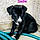 Sadie