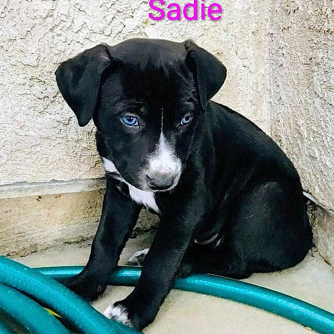 Sadie