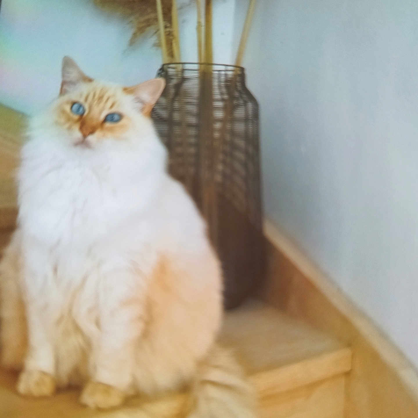 Lilou