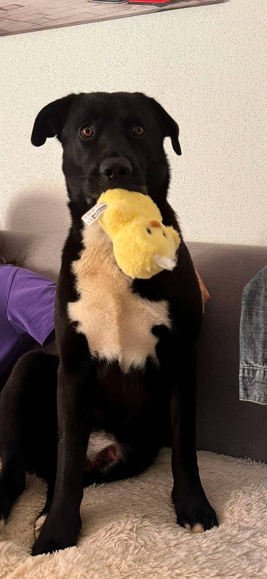 Taïko participe au concours pour gagner de l'argent avec cette photo : animal, ball, bulldog, canine, couch, cushion, dog, furniture, homedecor, hound, labradorretriever, peeps, pet, plush, puppy, snout, sport, tennis, tennisball, toy