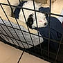 Bella joined the competition — help win amazing prizes! animal, black, blanket, cage, cozy, crate, cute, dog, dog_bed, floor, fur, indoor, pet, puppy, resting, sleeping, soft, tile, white, young