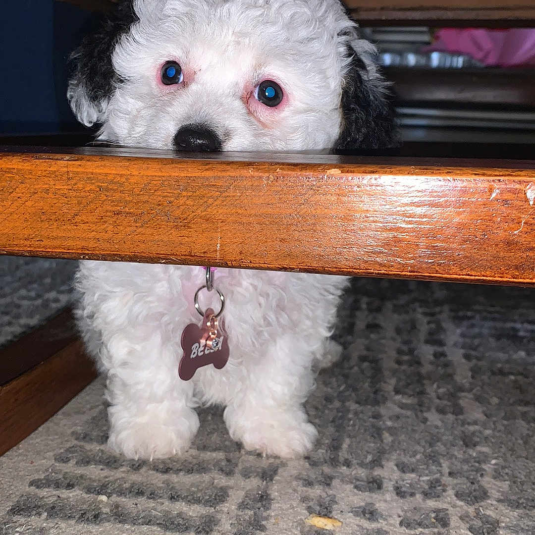Bella joined the competition — help win amazing prizes! animal, black_fur, carpet, curious, curly_fur, cute, dog, floor, fur, hiding, home, indoor, peeking, pet, pet_tag, playful, puppy, small_dog, white_fur, wooden_furniture