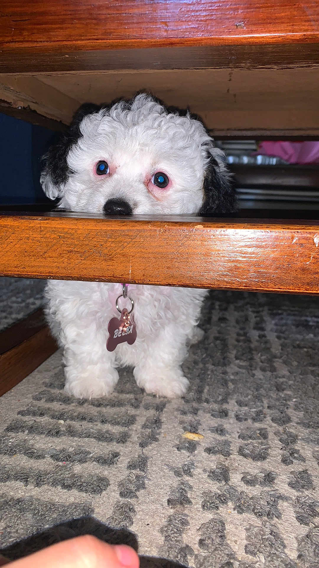 Bella