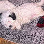 Bella is registered to the contest to win money with this photo: animal, black_ear, blanket, cozy, curly_fur, cute, dog, floor, fur, gray_blanket, indoor, pet, pink_fabric, puppy, red_fabric, resting, sleeping, small_dog, white_fur, wood_floor