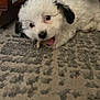 adorable, animal, black_ears, carpet, chewing, companion, curious, cute, dog, domestic, fluffy, indoor, lying_down, pet, playful, puppy, small, white, wooden_furniture, young