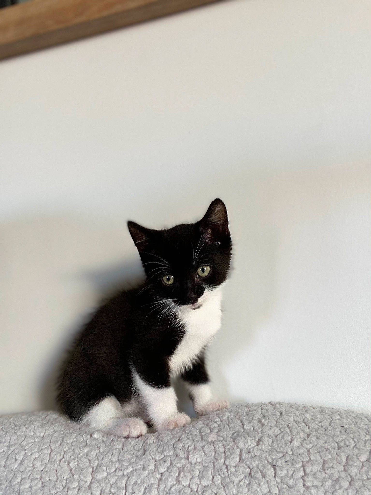 Janis participe au concours pour gagner de l'argent avec cette photo : black_cat, carnivore, cat, domestic_short_haired_cat, felidae, formal_wear, fur, grey, monochrome_photography, paw, sitting, small_to_medium_sized_cats, snout, tail, tree, whiskers, window, wood