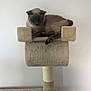 Harryah a rejoint le concours — aidez-le/la à gagner de superbes lots ! cat, siamese_cat, cat_tree, indoor, pet, feline, lounging, beige, carpeted, perch, animal, domestic_cat, resting, cute, looking_down, fluffy, ears, tail, paws, quiet