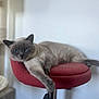 cat, grey_cat, blue_eyes, relaxed, lounging, red_chair, plush, indoor, pet, feline, stretching, cozy, comfortable, domestic, closeup, fur, whiskers, paw, resting, home