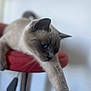 cat, siamese_cat, blue_eyes, stretching, red_stool, furniture, indoor, pet, animal, whiskers, fur, closeup, relaxed, paw, focus, domestic_cat, mammal, cute, portrait, soft_light