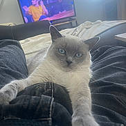 Harryah a rejoint le concours — aidez-le/la à gagner de superbes lots ! cat, blue_eyes, pet, indoor, living_room, television, person_lap, stretching_paw, cozy, furniture, blanket, soft_light, casual, relaxed, domestic, animal, mammal, fur, whiskers, home