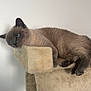 cat, siamese_cat, blue_eyes, pet, feline, animal, indoor, relaxed, cat_tree, plush, beige, fur, whiskers, paws, ears, resting, domestic_cat, close_up, quiet, calm
