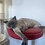 cat, grey_cat, blue_eyes, relaxed, indoor, furniture, red_stool, stretching, pet, animal, cozy, home, fur, whiskers, paw, resting, cute, soft_light, blurred_background, comfortable