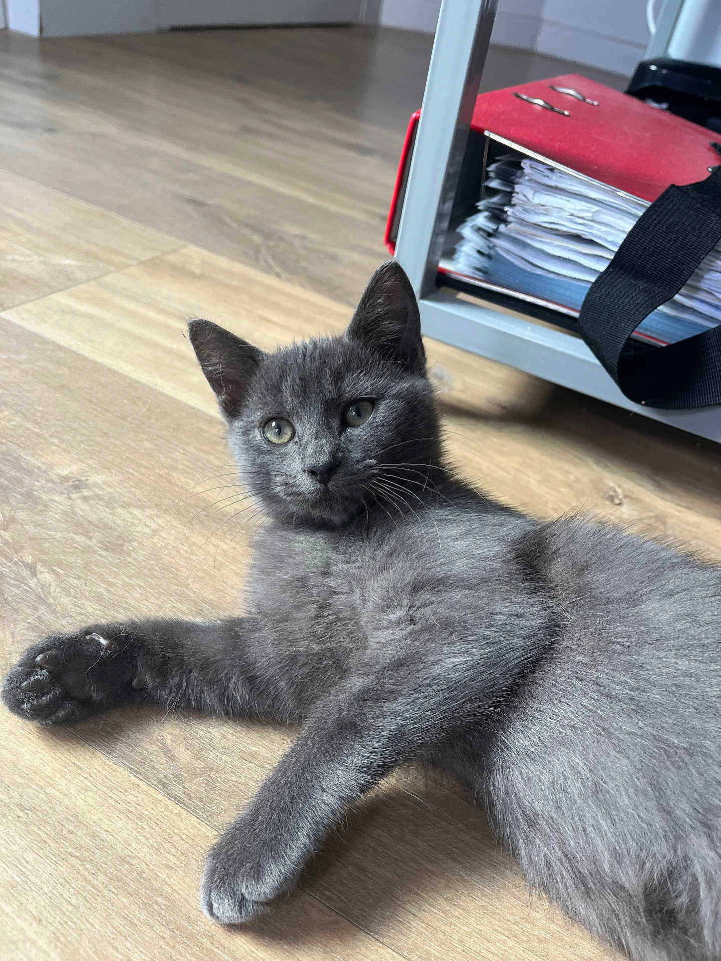 Mehlyos a rejoint le concours — aidez-le/la à gagner de superbes lots ! gray_cat, kitten, floor, wooden_floor, indoor, furniture, binder, papers, shelf, curious, fur, pet, animal, whiskers, ears, relaxed, looking, closeup, home, young_cat