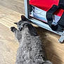 Mehlyos participe au concours pour gagner de l'argent avec cette photo : kitten, gray_cat, feline, pet, indoor, wooden_floor, stretching, playful, furry, relaxing, binder, red_binder, metal_shelf, household, flooring, paw, cute, animal, domestic_cat, young_cat