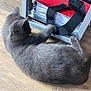 Mehlyos participe au concours pour gagner de l'argent avec cette photo : cat, gray_cat, floor, wooden_floor, binder, red_binder, papers, shelf, metal_shelf, paw, curious, pet, indoor, feline, animal, lying_down, office, document, strap, close_up