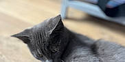 Mehlyos participe au concours pour gagner de l'argent avec cette photo : cat, gray_cat, floor, wooden_floor, pet, animal, indoor, sitting, paw, feline, curious, shelf, books, red_object, blurred_background, domestic_animal, whiskers, fur, closeup, relaxed