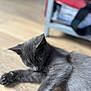 cat, gray_cat, floor, wooden_floor, pet, animal, indoor, sitting, paw, feline, curious, shelf, books, red_object, blurred_background, domestic_animal, whiskers, fur, closeup, relaxed