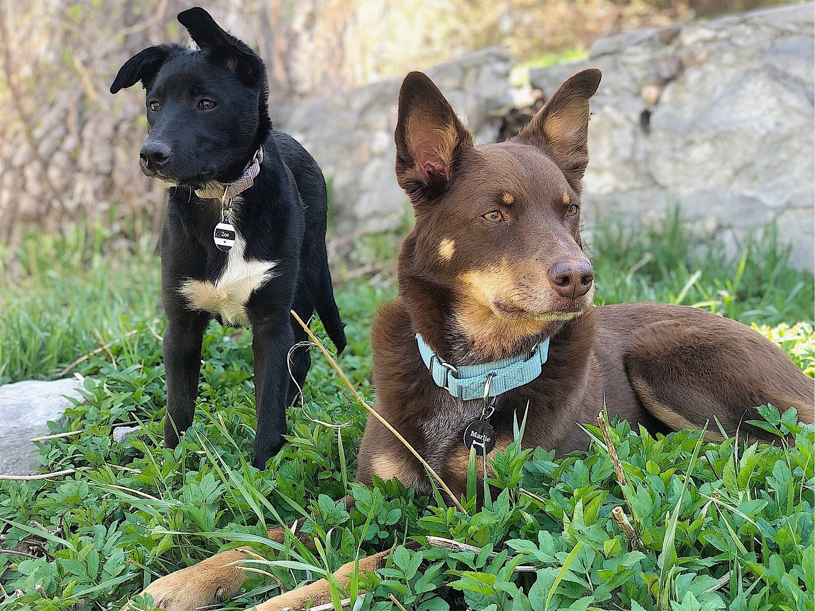 Beans joined the competition — help win amazing prizes! canidae, canis_panther, carnivore, collar, companion_dog, dog, dog_breed, dog_collar, fawn, grass, guard_dog, herding_dog, liver, plant, snout, sporting_group, terrestrial_animal, whiskers, working_animal, working_dog