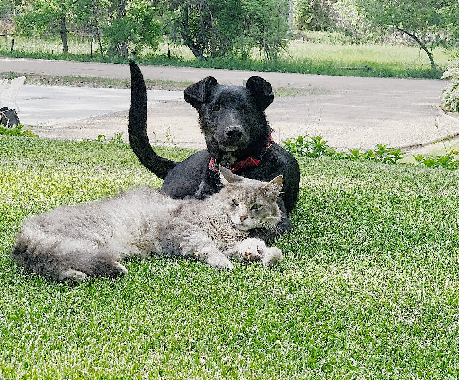 Beans is registered to the contest to win money with this photo: canidae, carnivore, companion_dog, dog, dog_breed, dog_collar, fawn, garden, grass, grassland, groundcover, plant, puppy, snout, sporting_group, tail, terrestrial_animal, tree, working_animal, yard