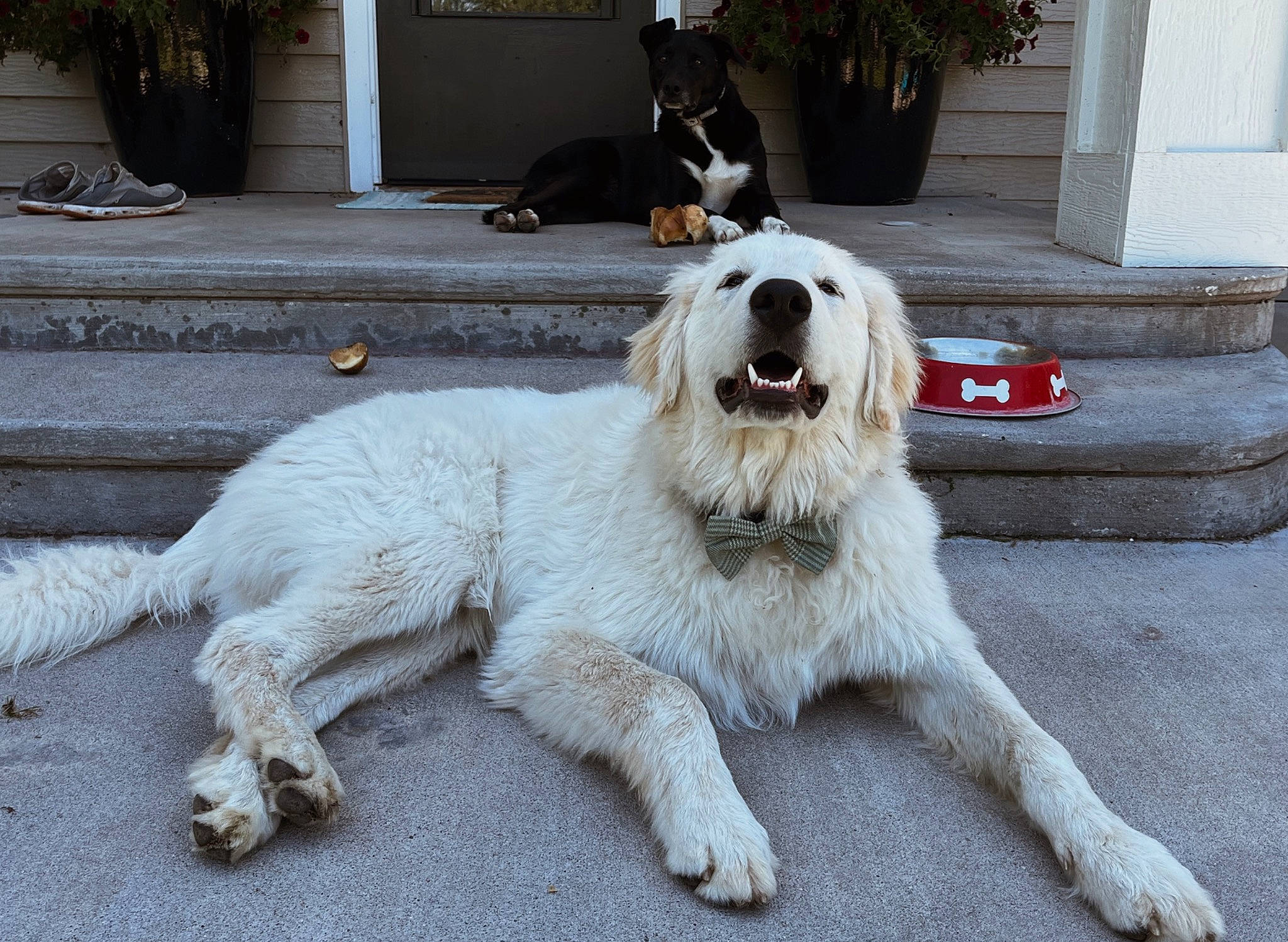 Ripply joined the competition — help win amazing prizes! carnivore, companion_dog, dog, dog_breed, door, fang, flowerpot, fur, giant_dog_breed, great_pyrenees, houseplant, livestock_guardian_dog, plant, polish_tatra_sheepdog, road_surface, sidewalk, snout, tail, working_animal, working_dog