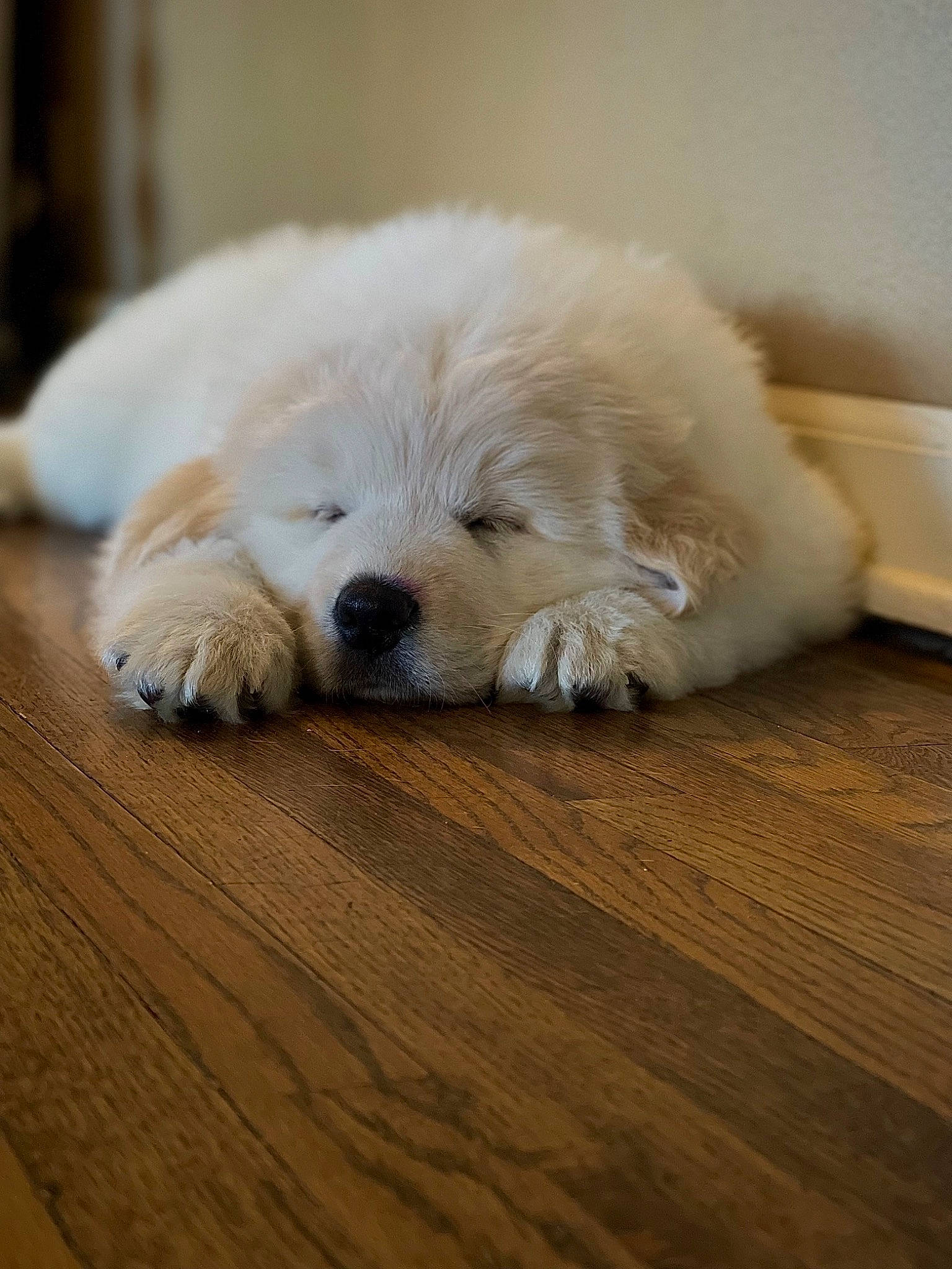 Ripply joined the competition — help win amazing prizes! canidae, carnivore, companion_dog, dog, dog_breed, floor, flooring, fur, hardwood, laminate_flooring, livestock_guardian_dog, polish_tatra_sheepdog, snout, sporting_group, varnish, whiskers, wood, wood_flooring, wood_stain, working_animal