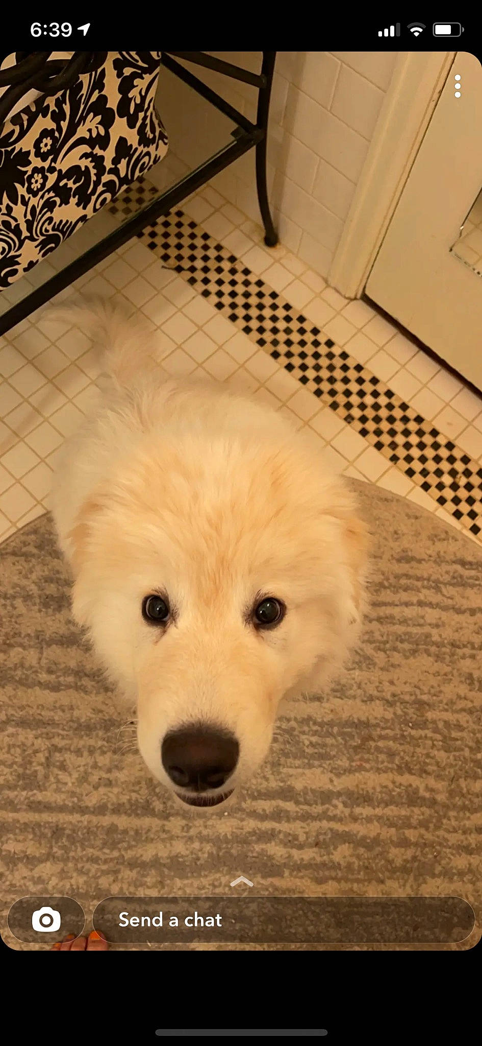 Ripply is registered to the contest to win money with this photo: canidae, carnivore, companion_dog, dog, dog_breed, floor, flooring, fur, great_pyrenees, hardwood, livestock_guardian_dog, maremma_sheepdog, non_sporting_group, polish_tatra_sheepdog, snout, sporting_group, terrestrial_animal, whiskers, wood, working_animal