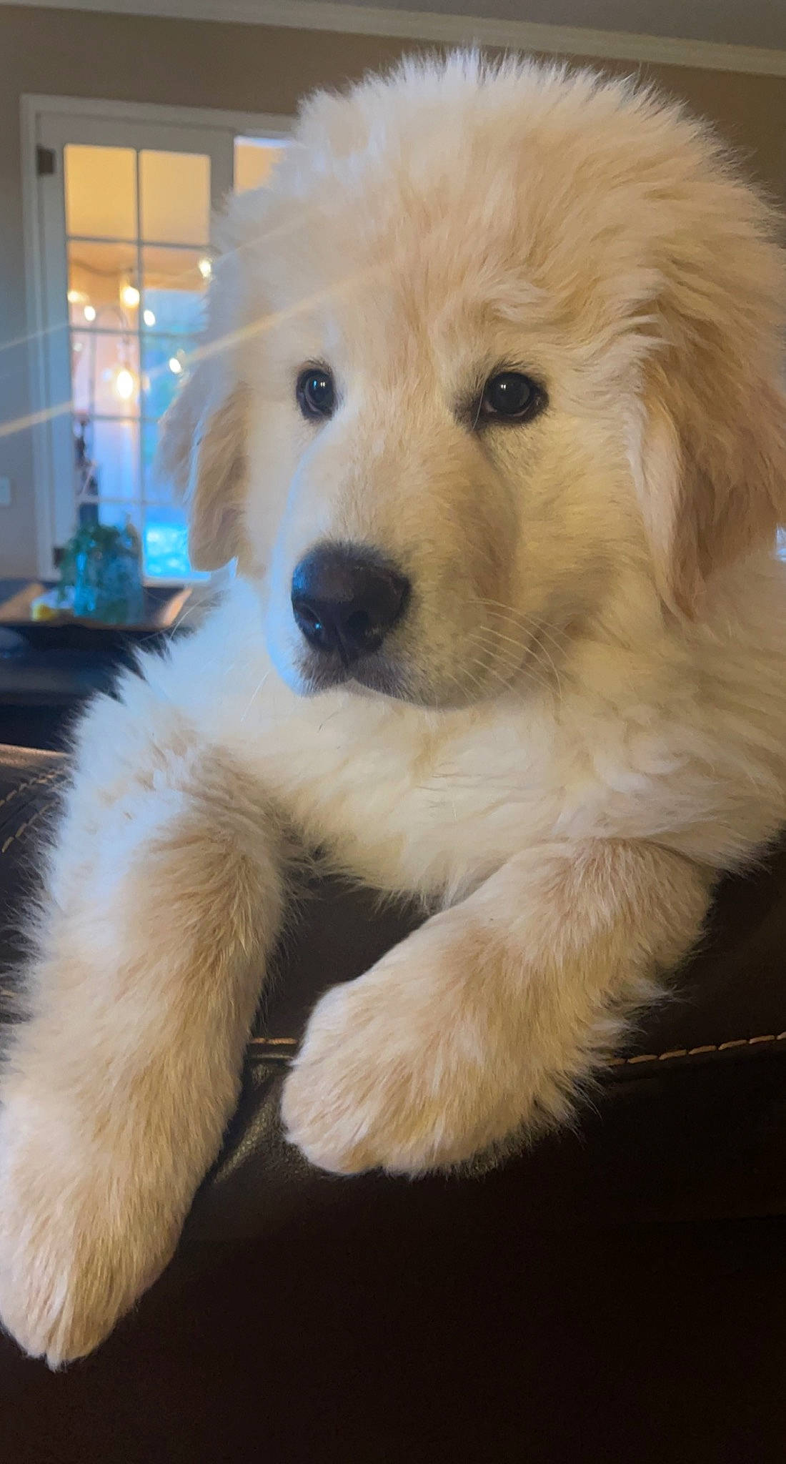 Ripply joined the competition — help win amazing prizes! ancient_dog_breeds, canidae, carnivore, companion_dog, dog, dog_breed, dog_collar, fawn, fur, natural_material, non_sporting_group, puppy, small_greek_domestic_dog, snout, sporting_group, whiskers, working_animal, working_dog