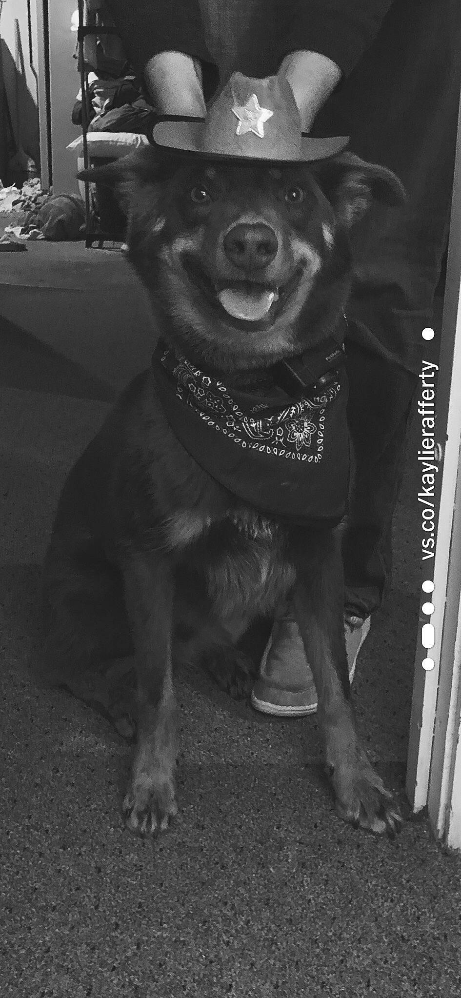 Marlie Bear joined the competition — help win amazing prizes! art, black, canidae, carnivore, collar, companion_dog, dog, dog_breed, dog_collar, fur, grey, hat, monochrome, monochrome_photography, snout, sporting_group, style, terrestrial_animal, whiskers, working_animal