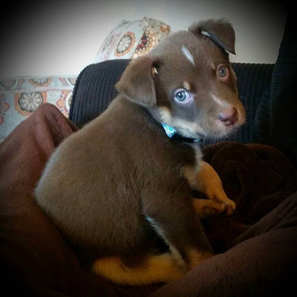 Marlie Bear is registered to the contest to win money with this photo: canidae, carnivore, collar, comfort, companion_dog, dog, dog_breed, ear, fawn, fur, liver, non_sporting_group, paw, pet_supply, pointing_breed, snout, sporting_group, terrestrial_animal, whiskers, working_animal