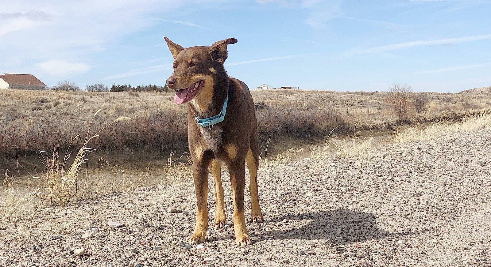 Marlie Bear joined the competition — help win amazing prizes! canidae, carnivore, cloud, collar, dog, dog_breed, dog_collar, dog_supply, fawn, landscape, liver, rampur_greyhound, recreation, sky, soil, sporting_group, terrestrial_animal, walking, working_animal, working_dog