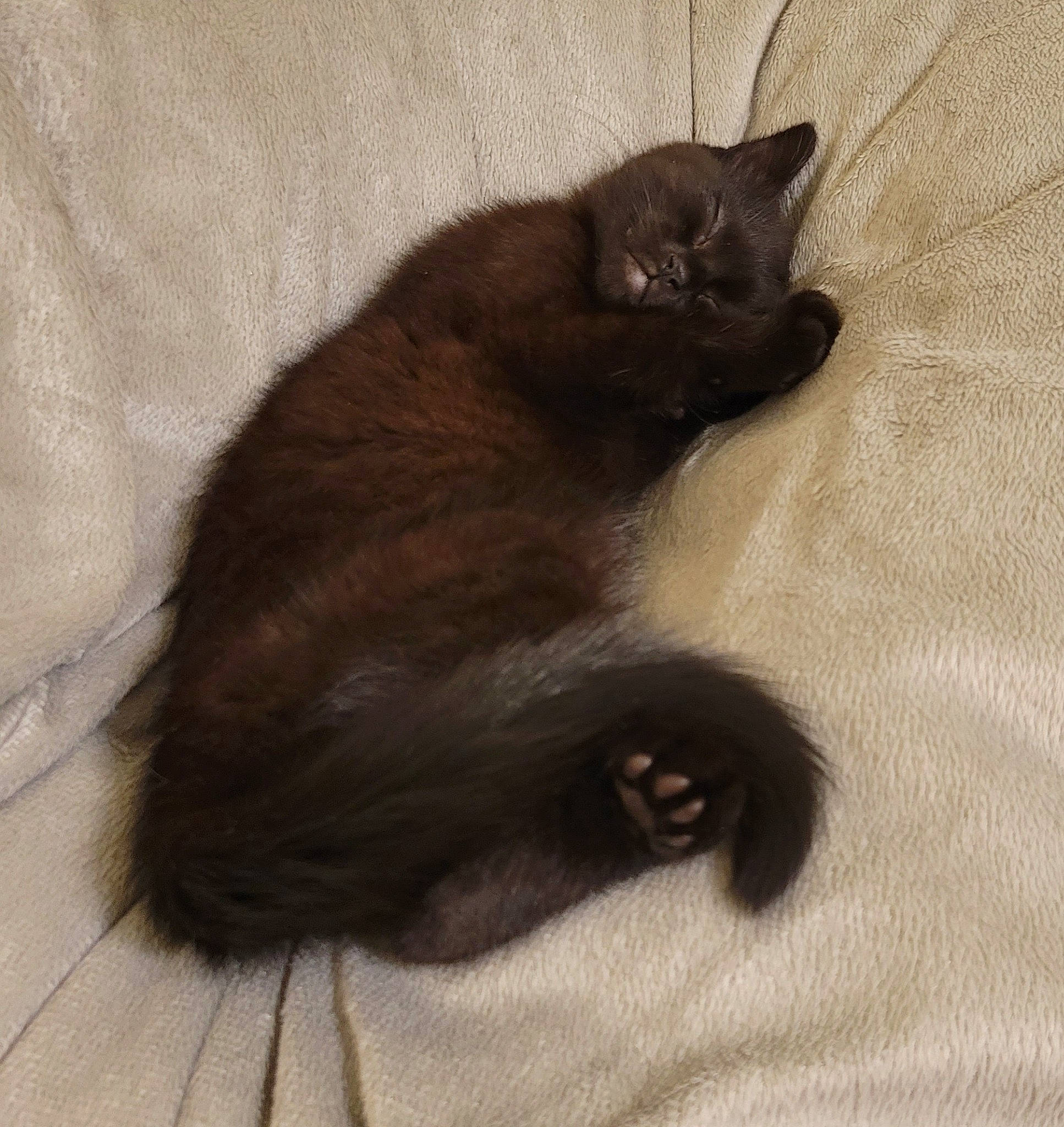 Six joined the competition — help win amazing prizes! black_cat, carnivore, cat, claw, comfort, domestic_short_haired_cat, fawn, felidae, fur, grey, liver, nap, paw, small_to_medium_sized_cats, tail, terrestrial_animal, whiskers