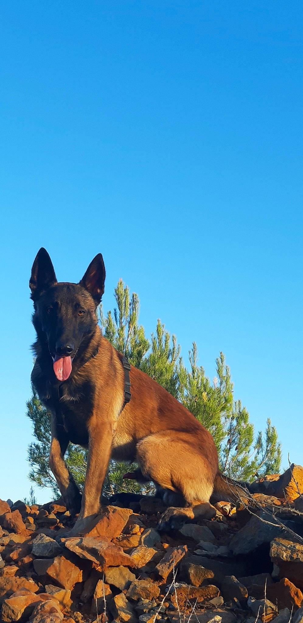 Olko participe au concours pour gagner de l'argent avec cette photo : belgian_shepherd, belgian_shepherd_malinois, canidae, carnivore, dog, dog_breed, dutch_shepherd_dog, fawn, german_shepherd_dog, mammal, old_german_shepherd_dog, rare_breed_dog, vertebrate, working_dog