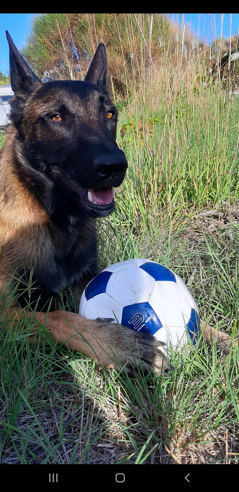 Olko a rejoint le concours — aidez-le/la à gagner de superbes lots ! ball, belgian_shepherd, belgian_shepherd_malinois, canidae, carnivore, dog, dog_breed, german_shepherd_dog, grass, mammal, police_dog, snout, soccer_ball, vertebrate, working_dog