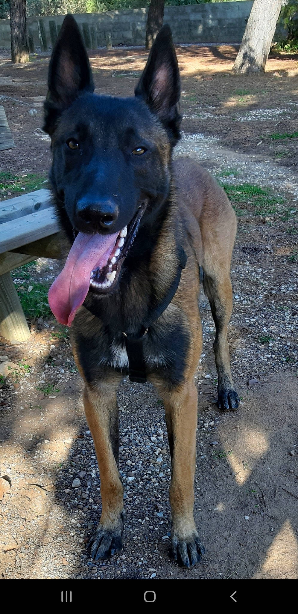 Olko participe au concours pour gagner de l'argent avec cette photo : belgian_shepherd, belgian_shepherd_malinois, canidae, carnivore, dog, dog_breed, fawn, formosan_mountain_dog, german_shepherd_dog, king_shepherd, mammal, rare_breed_dog, snout, vertebrate, working_dog